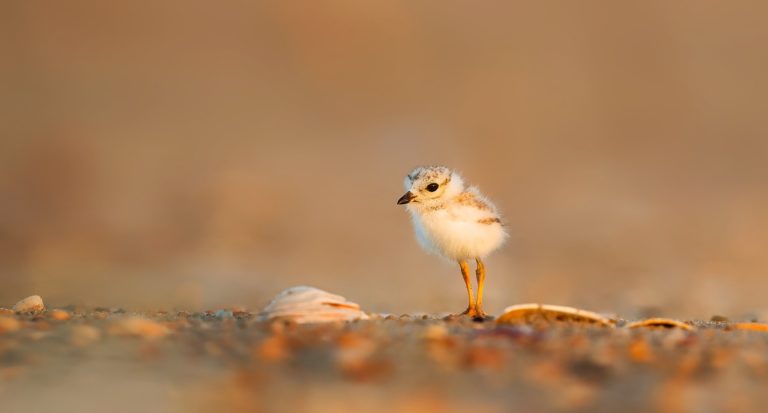 A Crozon, le déconfinement menace les oiseaux du littoral (2 mn 30)