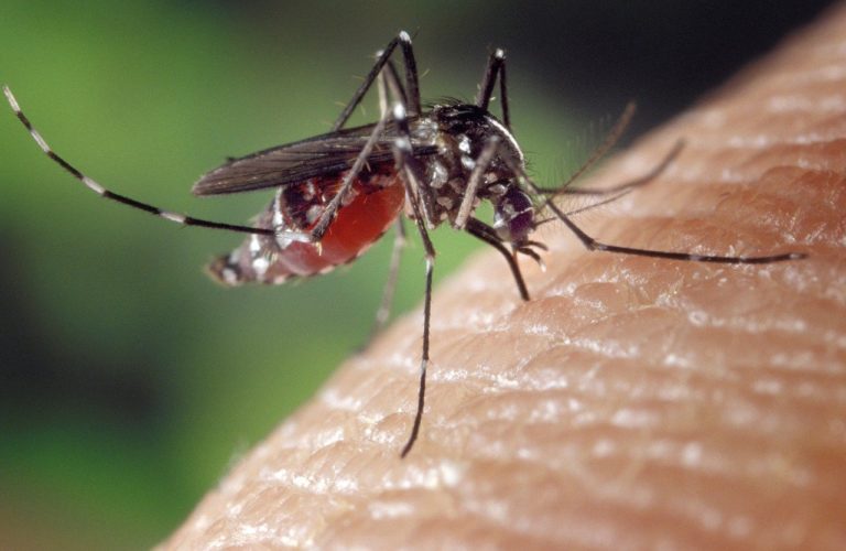 La dengue, nouveau témoin des liens entre santé et environnement