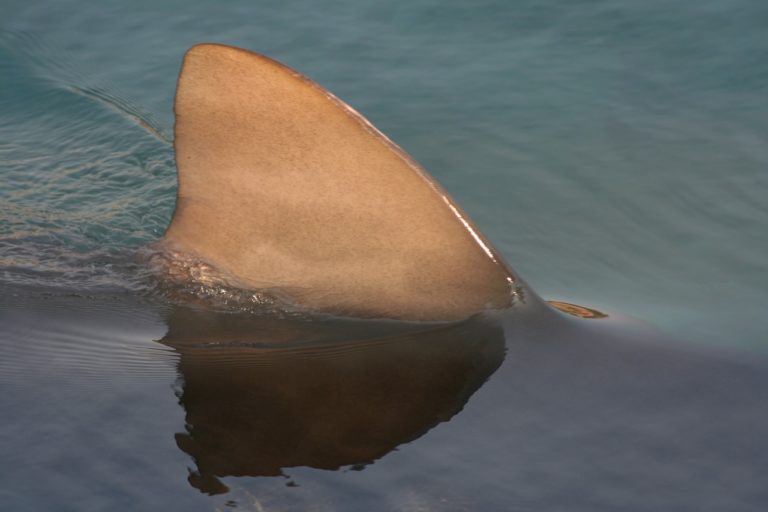 Le commerce de viande de requin et de raie analysé par le WWF