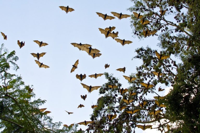 Une maladie bactérienne liée à la chauve-souris étudiée en Nouvelle-Calédonie (2 mn)