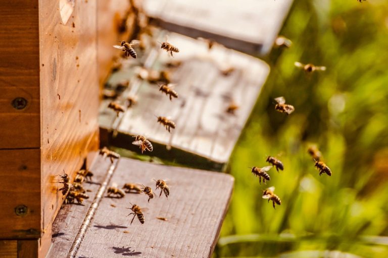 Des abeilles utilisent des excréments pour se défendre contre des frelons