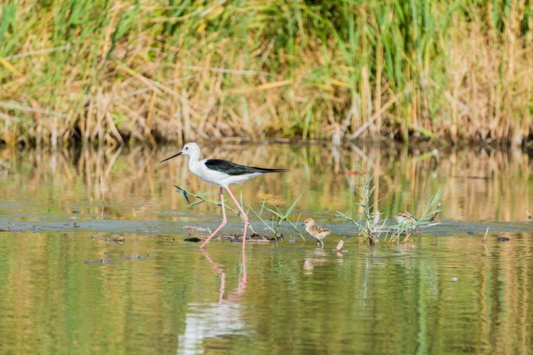 La « Météo des oiseaux » : un outil pour repérer les averses de nids (2 mn)