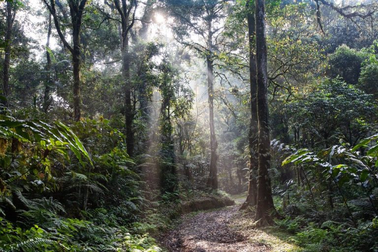 Préservation des forêts : l&rsquo;Ethiopie plante des arbres, l&rsquo;Indonésie essaie de moins en couper (6 mn)