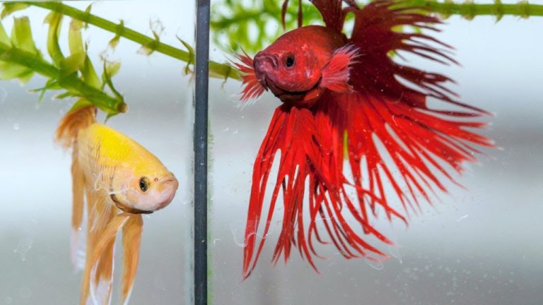 Quand les poissons – et les hommes ? – synchronisent leurs gènes pour se battre