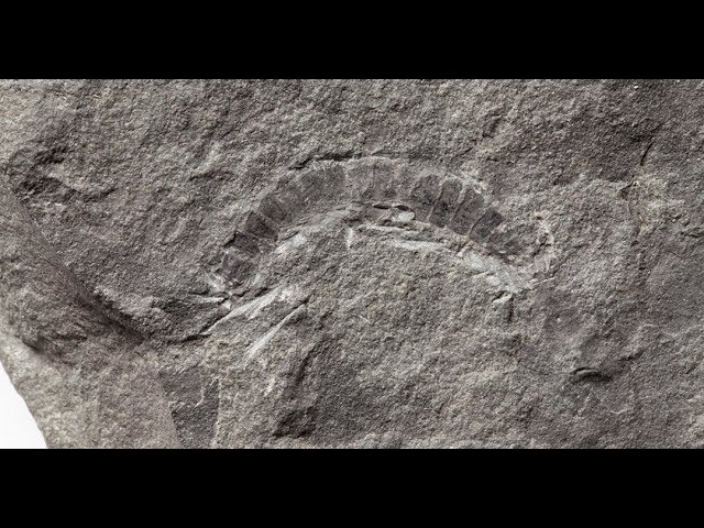 Le plus vieux fossile d&rsquo;animal terrestre connu ressemble à un mille-pattes (1 mn 30)