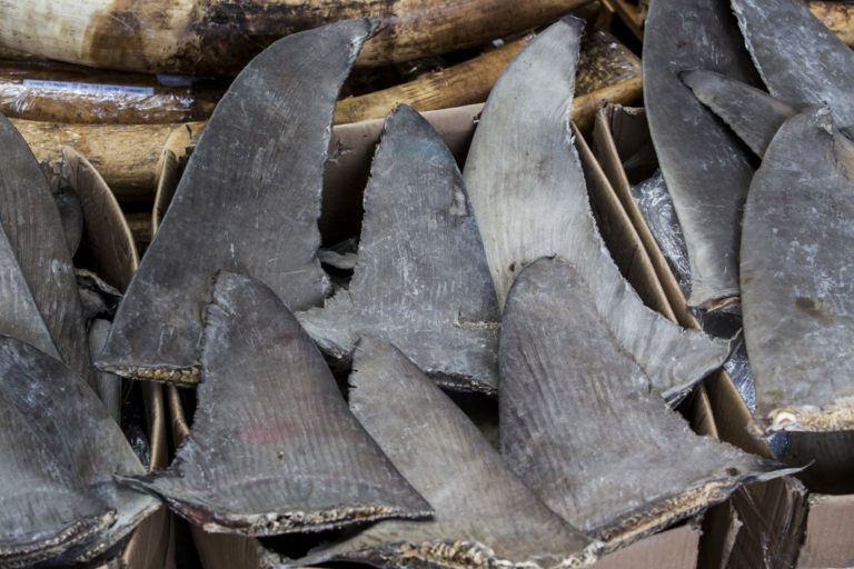 UE: un million de signatures pour interdire le commerce des ailerons de requins