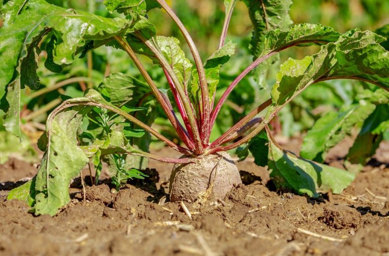 🔻 Traces de néonicotinoïdes dans 10% d&rsquo;aliments végétaux dénonce une ONG