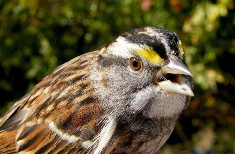🆓 En 20 ans, un nouveau tube a conquis de petits oiseaux canadiens