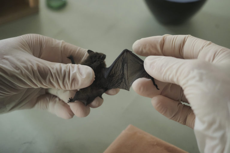 USA : La mort de chauves-souris a entraîné des morts de nourrissons