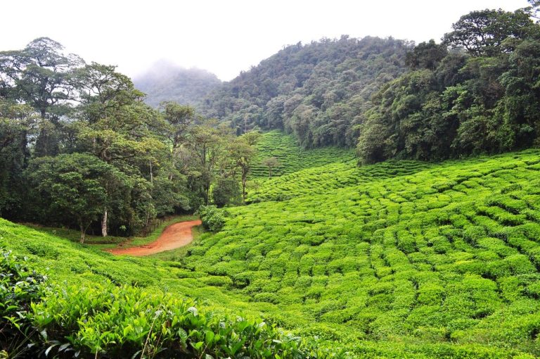 En Colombie, la paix a accentué la déforestation