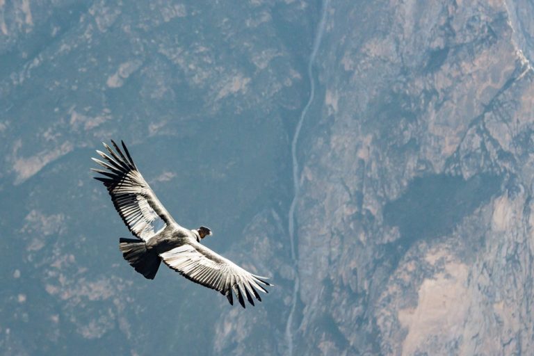 5 heures de vol, 172 km parcourus… sans battre des ailes !
