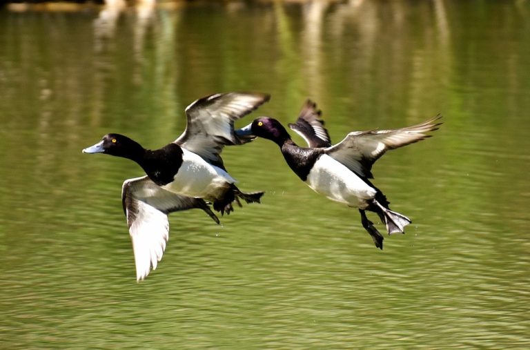Les canards qui défèquent des poissons vivants