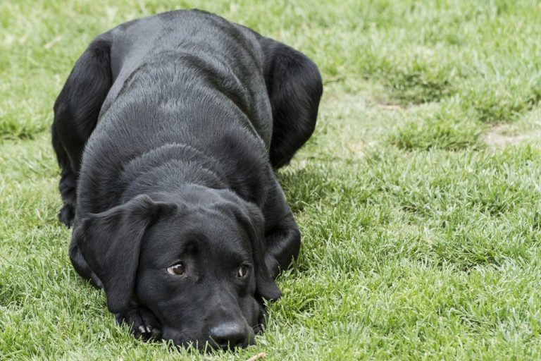 🔻 Non, un décret n&rsquo;instaure pas un nouveau droit permettant aux particuliers de vendre leur animal à un labo