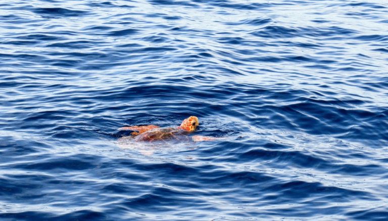Une tortue marine vient pondre ses œufs sur la plage publique de Fréjus