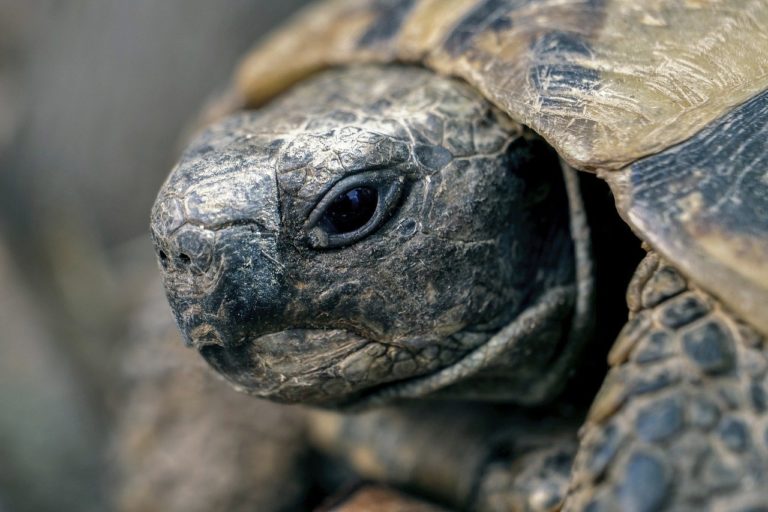 L&rsquo;amour de la vigne contre celui de la tortue : des amendes requises contre un domaine viticole