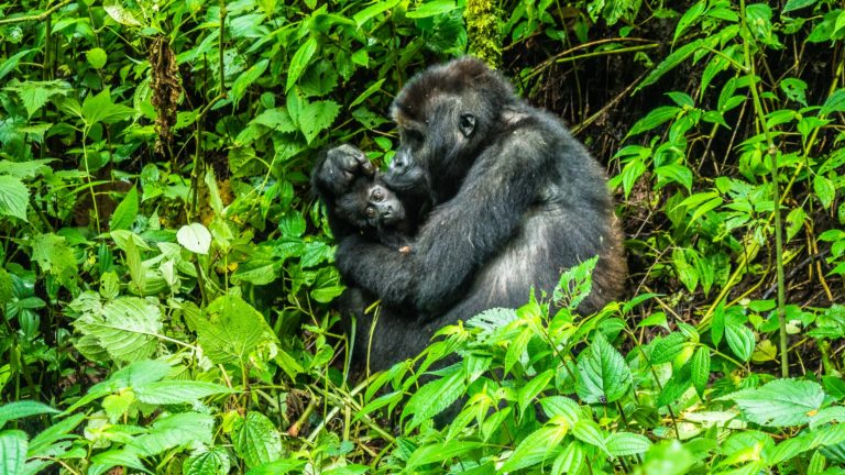 🔻 L’extinction de certaines espèces entraînerait une réorganisation globale des écosystèmes
