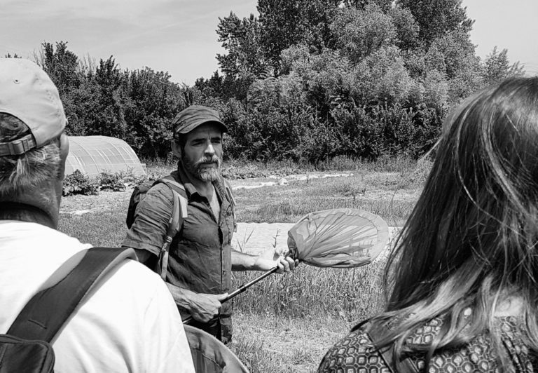 🔻 Le papillon « Fadet des laîches », porte-drapeau des zones humides