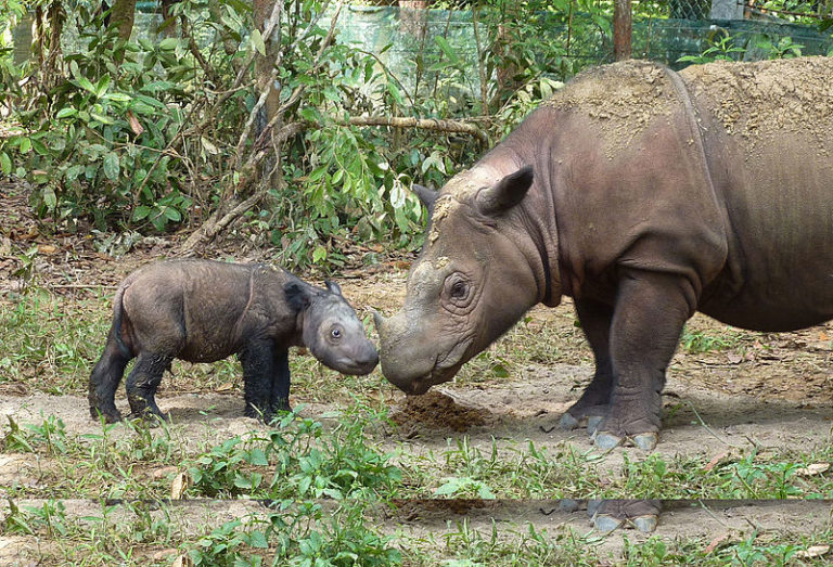 Deux bébés rhinocéros de Java, espèce en voie d&rsquo;extinction, repérés dans un parc indonésien