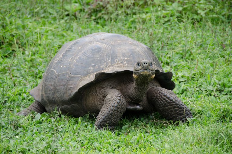 La tortue géante découverte aux Galapagos appartient bien à une espèce déclarée éteinte