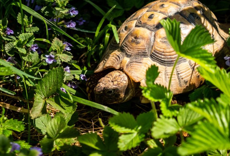 🔻 Var : un domaine viticole sanctionné pour avoir détruit l&rsquo;habitat d&rsquo;une tortue rare