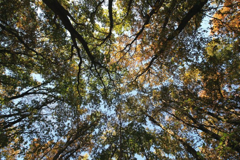 🔻 Préserver les espèces d&rsquo;arbres menacées de par le monde