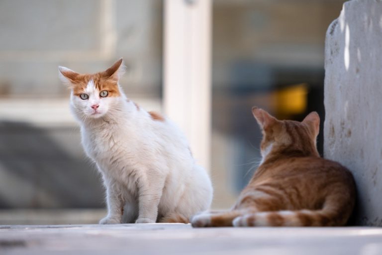Délires high-tech pour chiens et chats 3.0