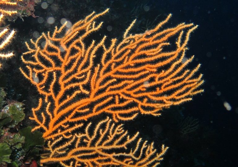 Les coraux de l&rsquo;ouest de l&rsquo;océan Indien risquent de s&rsquo;effondrer, selon une  étude