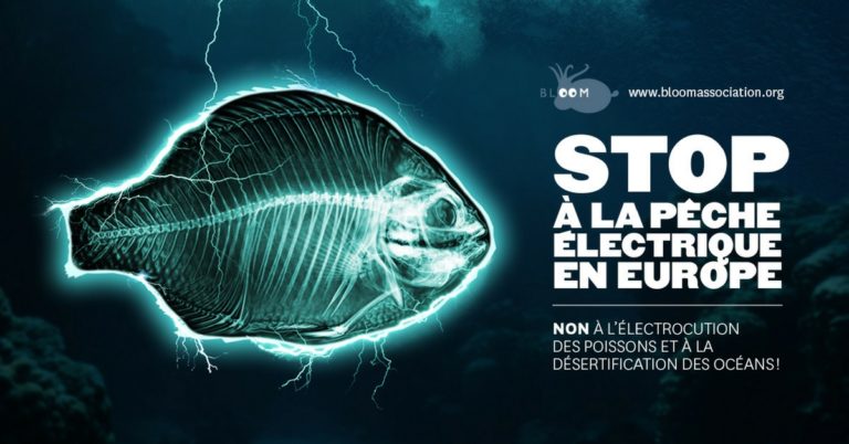 🔻 BLOOM : Les Pays-Bas trichent sur le nombre de navires équipés en chaluts électriques