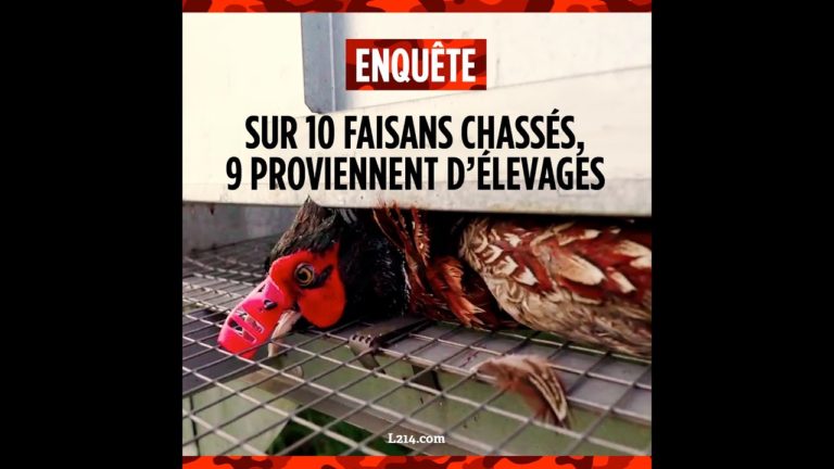 L214 révèle que 9 faisans sur 10 tués à la chasse proviennent d’élevages