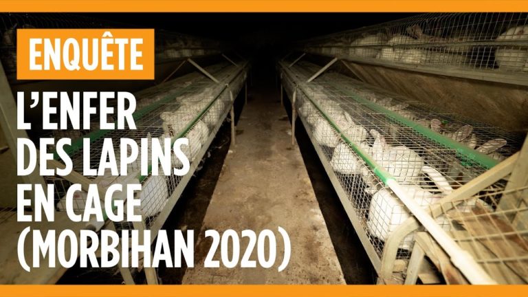 L214 diffuse des « images terribles » d&rsquo;un élevage de lapins avant un débat à l&rsquo;Assemblée
