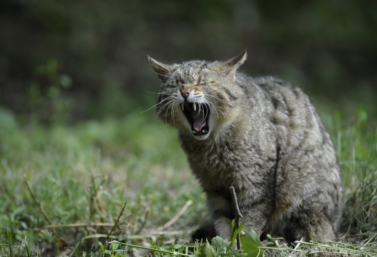 Vers une extinction des chats sauvages suisses