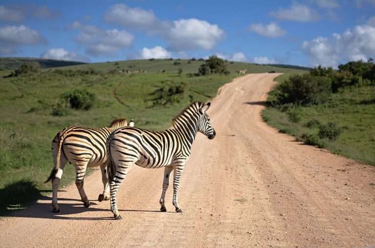🔻 Un appel à l’innovation pour protéger la faune sauvage et les écosystèmes africains