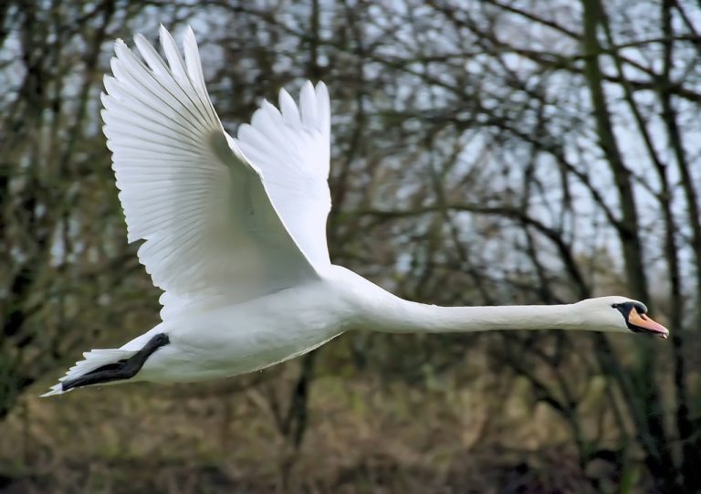 🔻 Renforcement des mesures de prévention contre la grippe aviaire en France