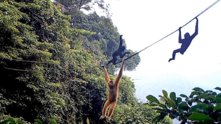 Un pont de cordes pour le singe le plus rare du monde