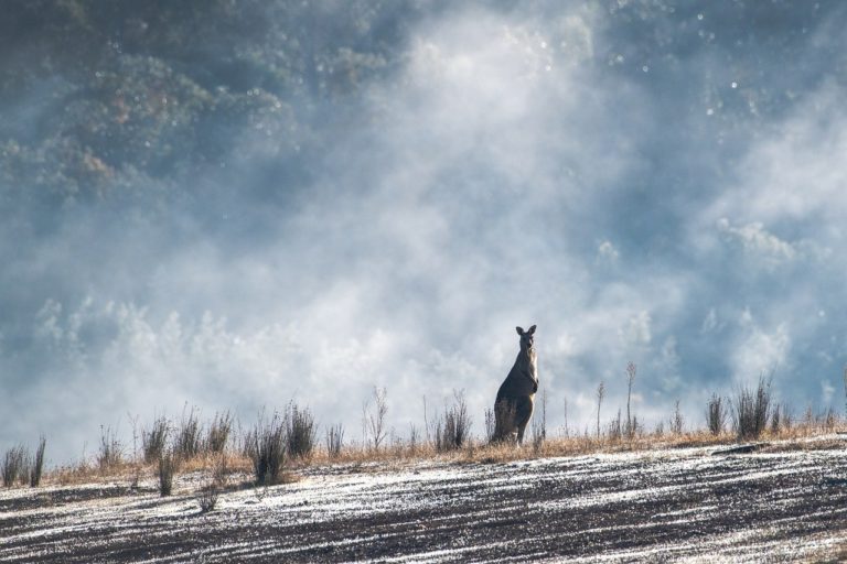 Australie: la faune et la flore plus que jamais menacées