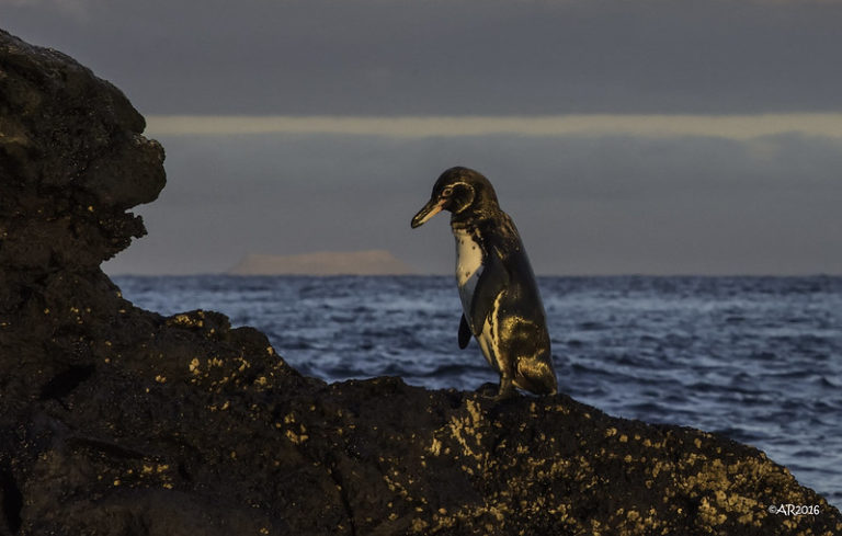 Grippe aviaire: l&rsquo;Equateur prend des mesures pour protéger les îles Galapagos