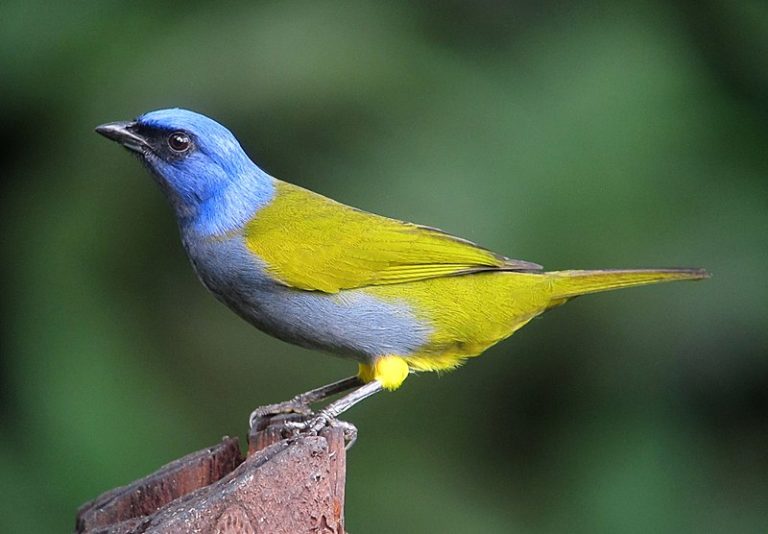 La taille des yeux des oiseaux permet de mieux comprendre leur comportement