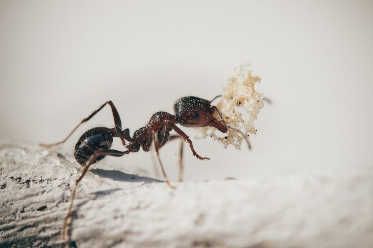  Des fourmis adaptent leur comportement pour contourner un risque