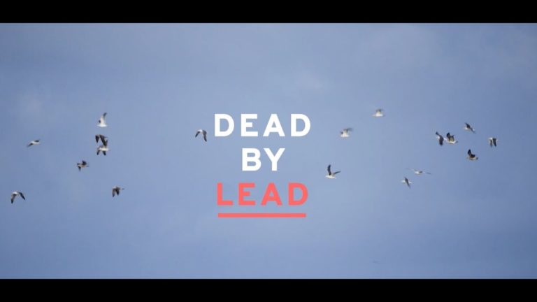 Les oiseaux des zones humides en passe de gagner la bataille contre la chasse au plomb ?