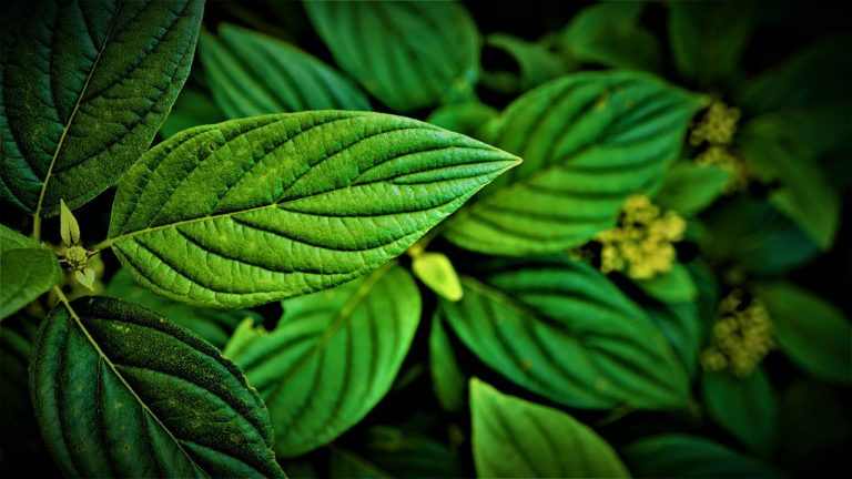 🔻 Appel à candidature : atelier sur la modélisation des scénarios sur l’avenir de la nature
