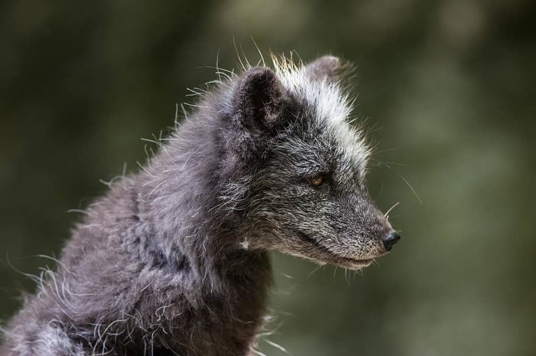 En Sibérie, des renards apprivoisés interrogent la science