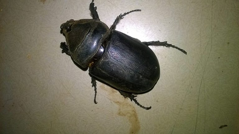 Les secrets du scarabée indestructible à la loupe