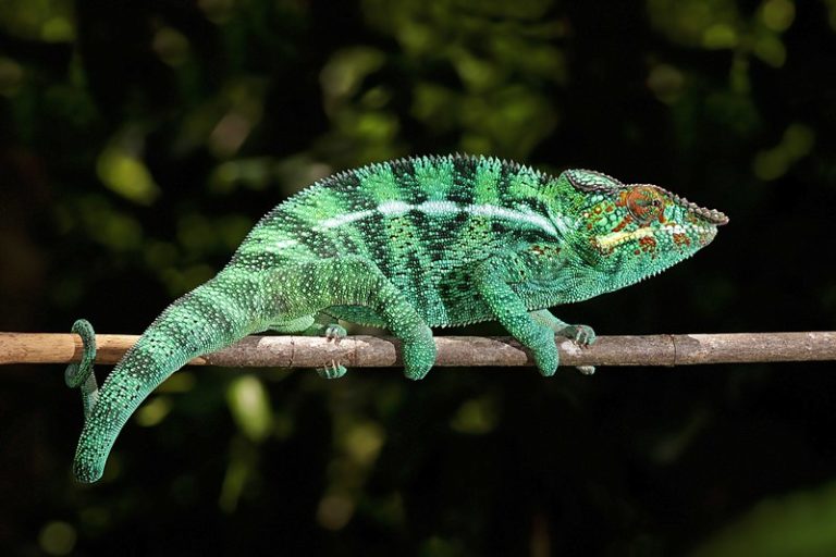Un caméléon disparu depuis 100 ans, observé  à Madagascar