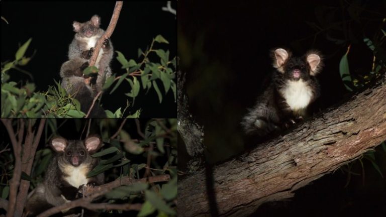 Deux nouveaux mammifères identifiés en Australie