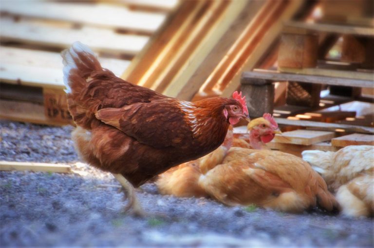 Volailles, porcs, vision : le point sur les pandémies animales