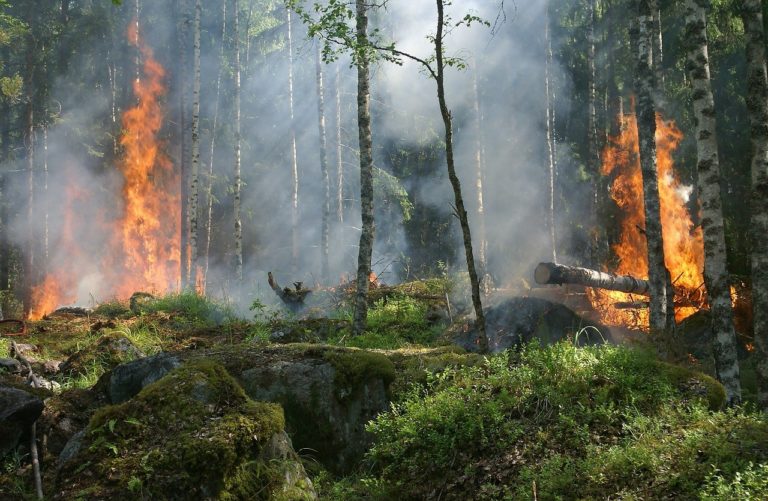 Le monde va « dans la mauvaise direction » pour arrêter la déforestation d&rsquo;ici 2030