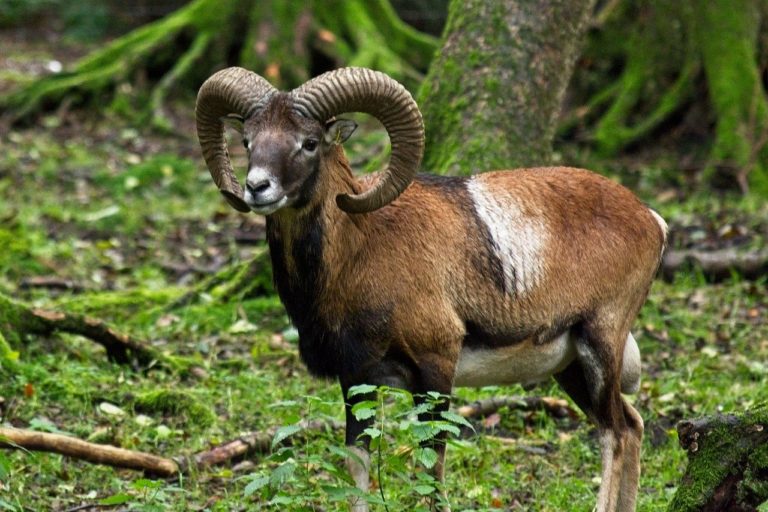 🔻 Confinement : la chasse au mouflon suspendue en Lozère par la justice