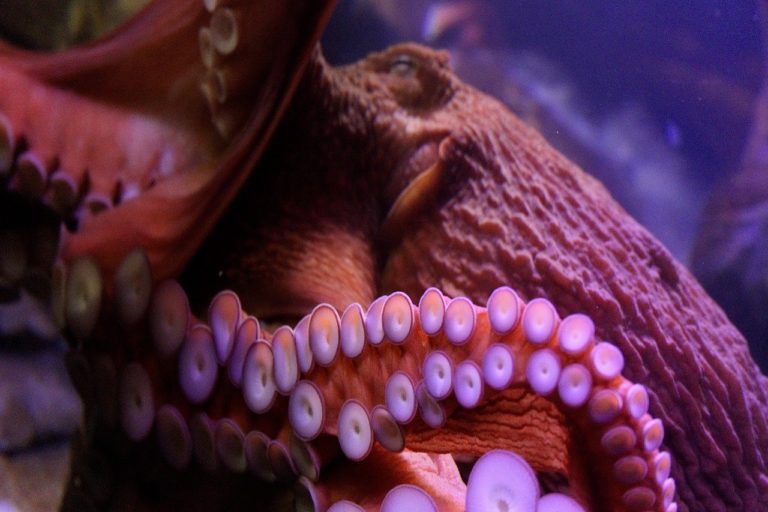 L&rsquo;Intelligence des pieuvres se trouve-t-elle dans ses huit bras ?