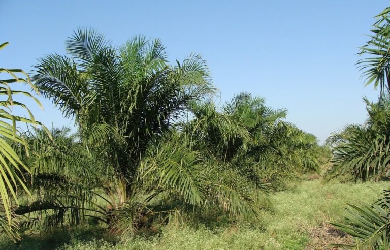 🔻 Les plantations de palmiers à huile favorisent la propagation de maladies