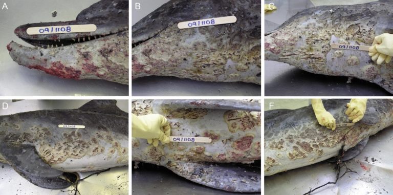 Dérèglement climatique : les dauphins mal dans leur peau